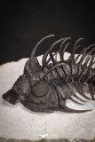 20043 - Museum Grade Spiny 2.37 Inch Comura bultyncki Middle Devonian Trilobite