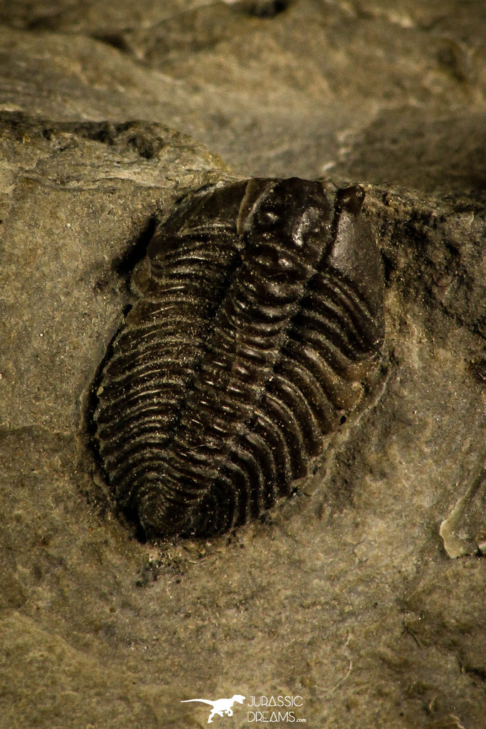 30121 - Beautiful Pseudocybele nasuta Lower Ordovician Trilobite Utah USA