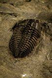 30121 - Beautiful Pseudocybele nasuta Lower Ordovician Trilobite Utah USA