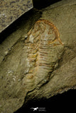 21100 - Finest Grade Lehua sp Lower Ordovician Trilobite Fezouata Fm