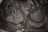 20043 - Museum Grade Spiny 2.37 Inch Comura bultyncki Middle Devonian Trilobite