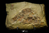 21101 - Amazing Lehua sp Lower Ordovician Trilobite Fezouata Fm