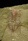 21101 - Amazing Lehua sp Lower Ordovician Trilobite Fezouata Fm