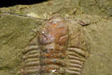 21101 - Amazing Lehua sp Lower Ordovician Trilobite Fezouata Fm