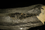 30122 - Top Rare 1.49 Inch Kootenia randolphi Middle Cambrian Trilobite - Utah USA