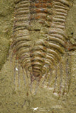 21101 - Amazing Lehua sp Lower Ordovician Trilobite Fezouata Fm