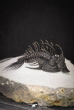 20043 - Museum Grade Spiny 2.37 Inch Comura bultyncki Middle Devonian Trilobite