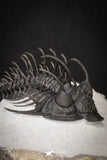 20043 - Museum Grade Spiny 2.37 Inch Comura bultyncki Middle Devonian Trilobite