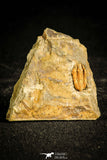 30123 - Rare 0.48 Inch Colpocoryphe Middle Ordovician Trilobite - France