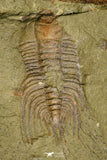 21101 - Amazing Lehua sp Lower Ordovician Trilobite Fezouata Fm