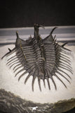 20043 - Museum Grade Spiny 2.37 Inch Comura bultyncki Middle Devonian Trilobite