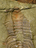 21101 - Amazing Lehua sp Lower Ordovician Trilobite Fezouata Fm