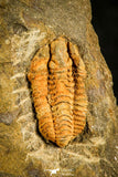 30123 - Rare 0.48 Inch Colpocoryphe Middle Ordovician Trilobite - France