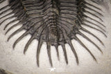 20043 - Museum Grade Spiny 2.37 Inch Comura bultyncki Middle Devonian Trilobite