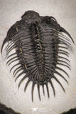 20043 - Museum Grade Spiny 2.37 Inch Comura bultyncki Middle Devonian Trilobite