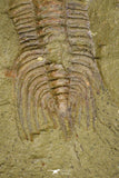 21101 - Amazing Lehua sp Lower Ordovician Trilobite Fezouata Fm