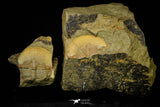 21102 - Top Rare Harpides sp Lower Ordovician Trilobite Fezouata Fm Positive/Negative