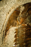 30124 - Top Quality 5.00 Inch Myopsolenites boutiouiti Middle Cambrian Trilobite