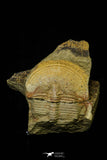 21102 - Top Rare Harpides sp Lower Ordovician Trilobite Fezouata Fm Positive/Negative