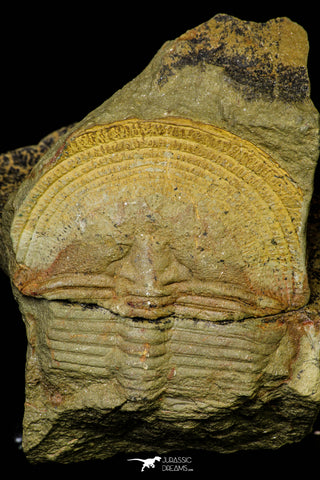 21102 - Top Rare Harpides sp Lower Ordovician Trilobite Fezouata Fm Positive/Negative