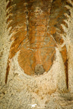30124 - Top Quality 5.00 Inch Myopsolenites boutiouiti Middle Cambrian Trilobite