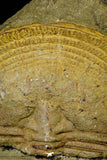 21102 - Top Rare Harpides sp Lower Ordovician Trilobite Fezouata Fm Positive/Negative