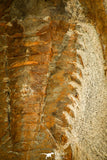 30124 - Top Quality 5.00 Inch Myopsolenites boutiouiti Middle Cambrian Trilobite