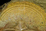 21102 - Top Rare Harpides sp Lower Ordovician Trilobite Fezouata Fm Positive/Negative