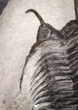 20021 - Museum Grade Trident 3.19 Inch Walliserops trifurcatus Middle Devonian Trilobite