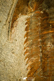 30124 - Top Quality 5.00 Inch Myopsolenites boutiouiti Middle Cambrian Trilobite