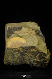 21102 - Top Rare Harpides sp Lower Ordovician Trilobite Fezouata Fm Positive/Negative