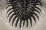 20021 - Museum Grade Trident 3.19 Inch Walliserops trifurcatus Middle Devonian Trilobite