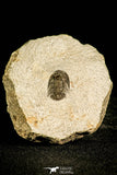 30125 - Top Rare 0.75 Inch Tropidocoryphe Devonian Trilobite