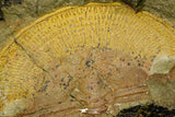 21102 - Top Rare Harpides sp Lower Ordovician Trilobite Fezouata Fm Positive/Negative