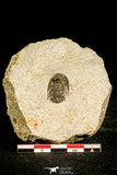 30125 - Top Rare 0.75 Inch Tropidocoryphe Devonian Trilobite