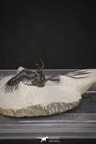 20021 - Museum Grade Trident 3.19 Inch Walliserops trifurcatus Middle Devonian Trilobite