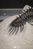 20021 - Museum Grade Trident 3.19 Inch Walliserops trifurcatus Middle Devonian Trilobite