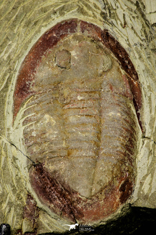 21103 - Colorful Asaphellus fezouatensis Lower Ordovician Trilobite Fezouata Fm