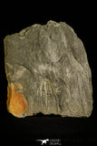 30126 - Rare 1.54 Inch Angelina sedgwickii Lower Ordovician Trilobite - Wales