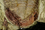 21103 - Colorful Asaphellus fezouatensis Lower Ordovician Trilobite Fezouata Fm