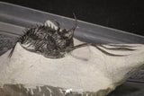 20021 - Museum Grade Trident 3.19 Inch Walliserops trifurcatus Middle Devonian Trilobite