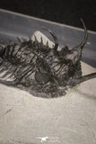 20021 - Museum Grade Trident 3.19 Inch Walliserops trifurcatus Middle Devonian Trilobite