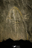 30126 - Rare 1.54 Inch Angelina sedgwickii Lower Ordovician Trilobite - Wales