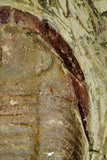 21103 - Colorful Asaphellus fezouatensis Lower Ordovician Trilobite Fezouata Fm