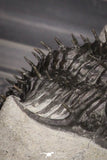 20021 - Museum Grade Trident 3.19 Inch Walliserops trifurcatus Middle Devonian Trilobite
