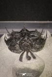 20021 - Museum Grade Trident 3.19 Inch Walliserops trifurcatus Middle Devonian Trilobite
