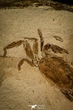30127- Top Beautiful Fossil Pea Crab (Pinnixa) From California - Miocene