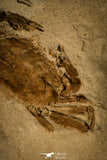 30127- Top Beautiful Fossil Pea Crab (Pinnixa) From California - Miocene