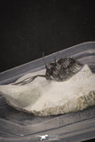 20021 - Museum Grade Trident 3.19 Inch Walliserops trifurcatus Middle Devonian Trilobite