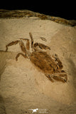 30127- Top Beautiful Fossil Pea Crab (Pinnixa) From California - Miocene